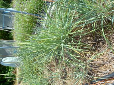 Click for 3 image(s) for this accession.